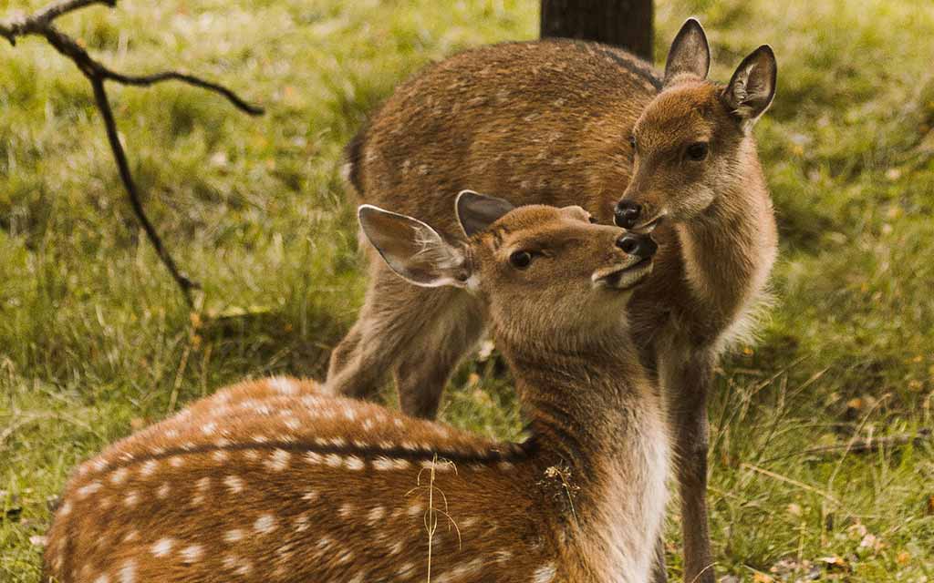 Fallow deer