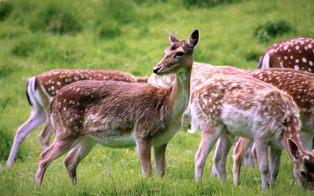 fallow deer