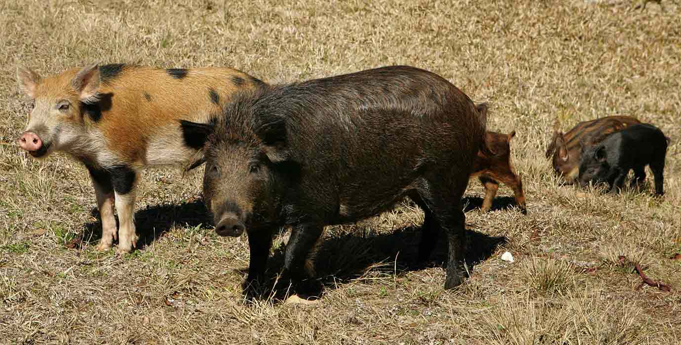 feral pig sounder 