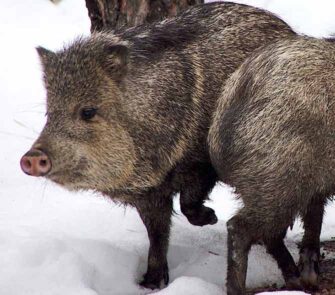 feral pigs in snow