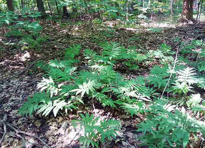 Sensitive Ferns - WestmountMag.ca
