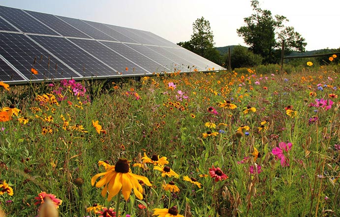 Pollinator garden in a solar field 