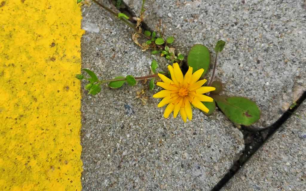 flower in concrete