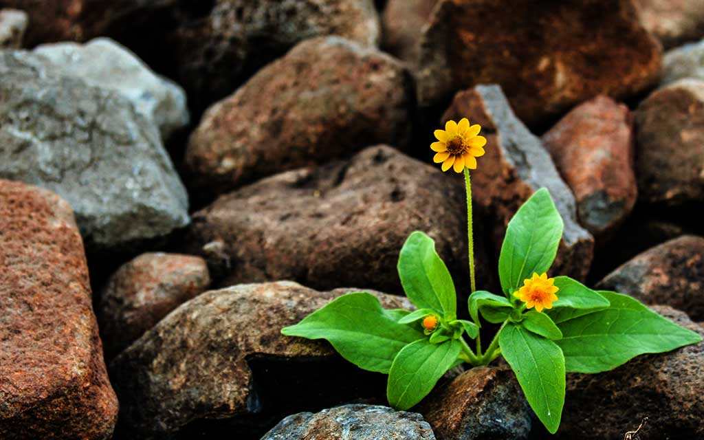flower surviving in rocks