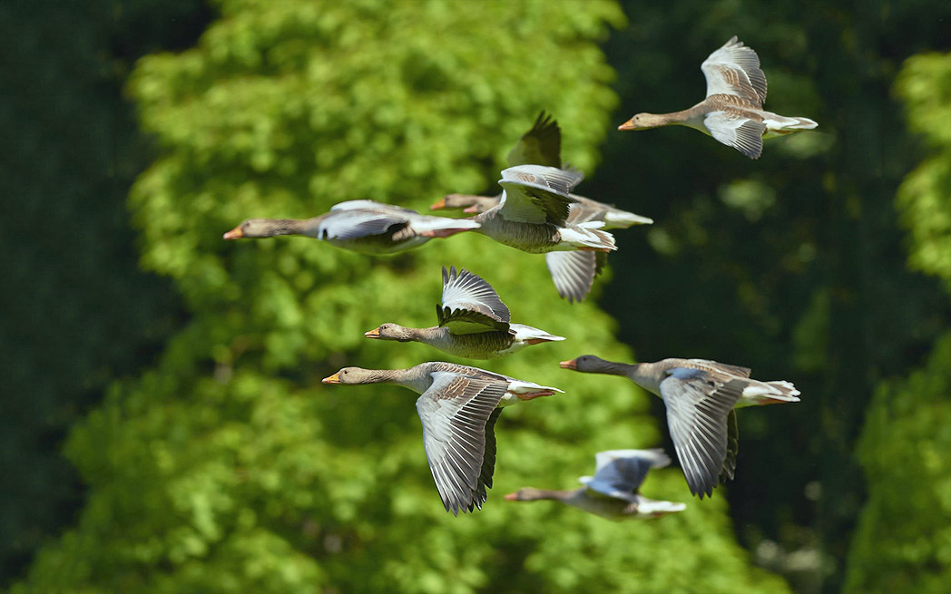 migrating ducks