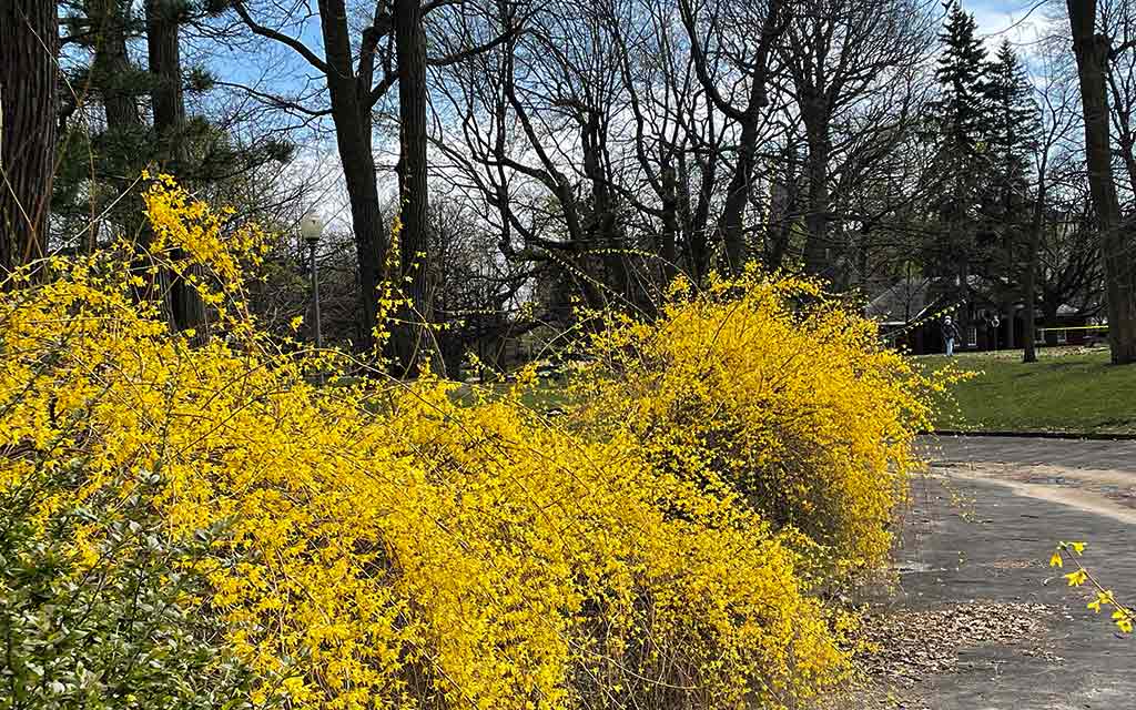Forsythias of Westmount Park