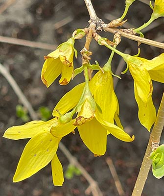 Forsythia blooms