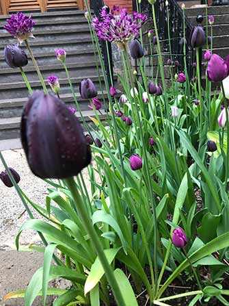 Angela Silver garden - WestmountMag.ca