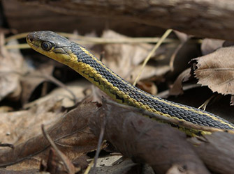 garter snake