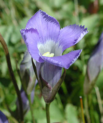 Victorin Gentian