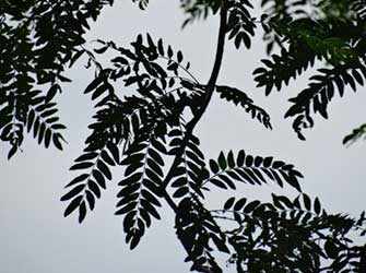 Gleditzia Tree - Westmountmag.ca