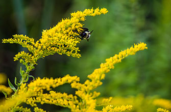 Goldenrod