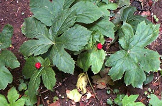 Goldenseal