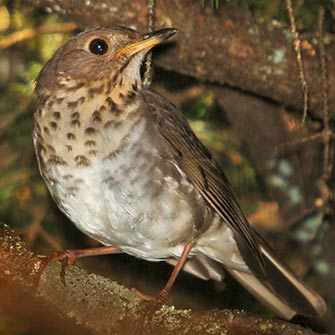Eastern Wood-Pewee - WestmountMag.ca