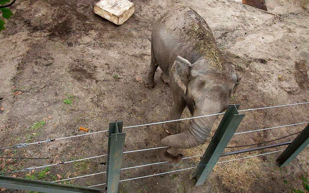Happy the elephant in enclosure