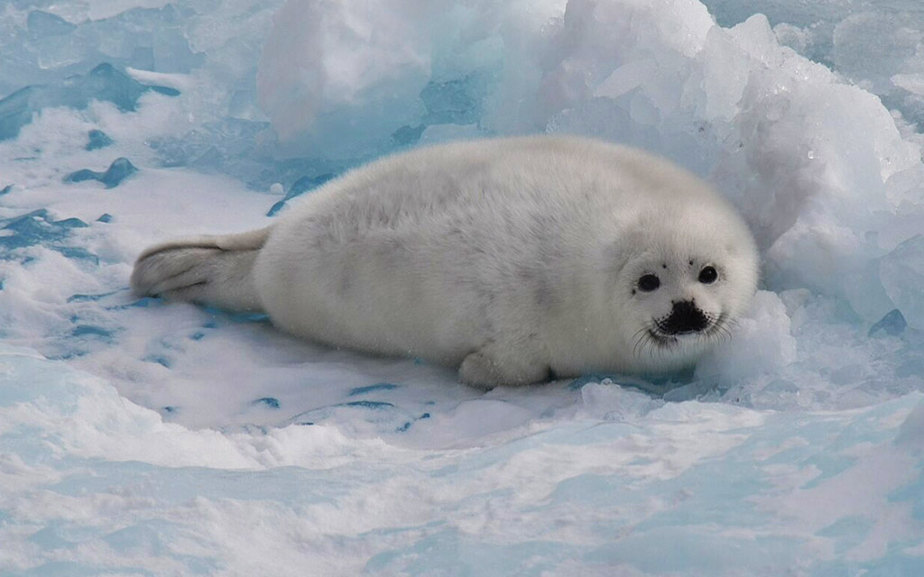 harp seal