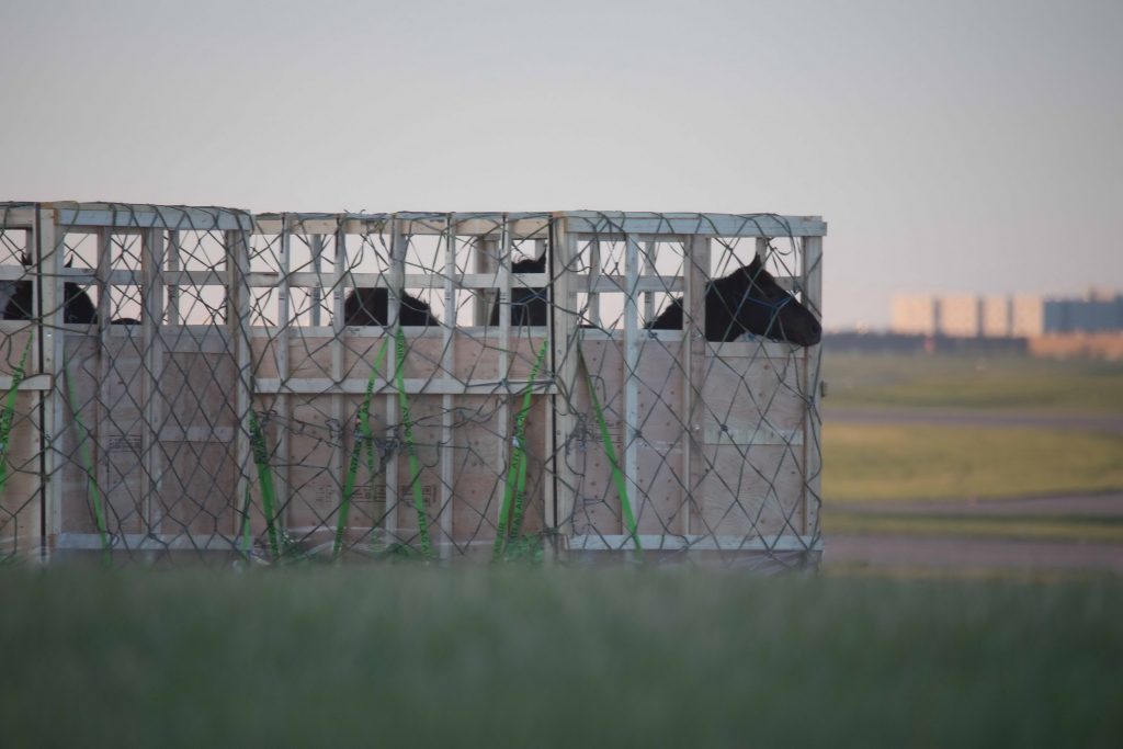 horses awaiting live transport
