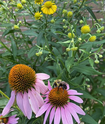 Heleneum and Coneflowers