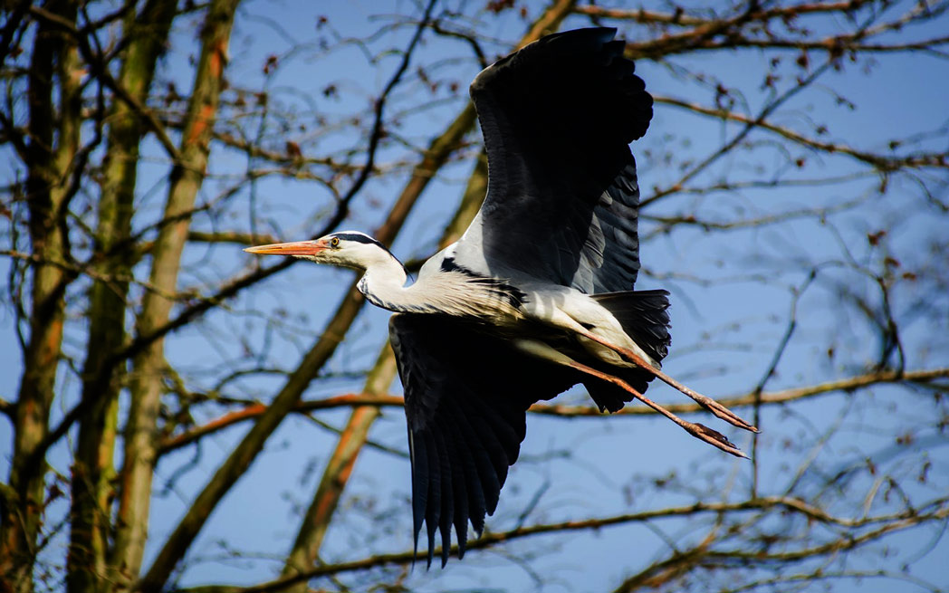 heron in flight