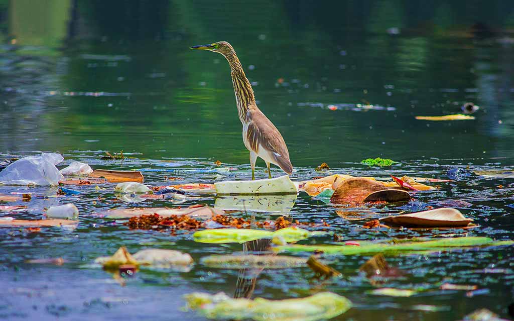 heron in polluted river