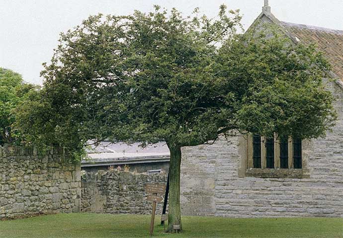 Holy Glastonbury Thorn