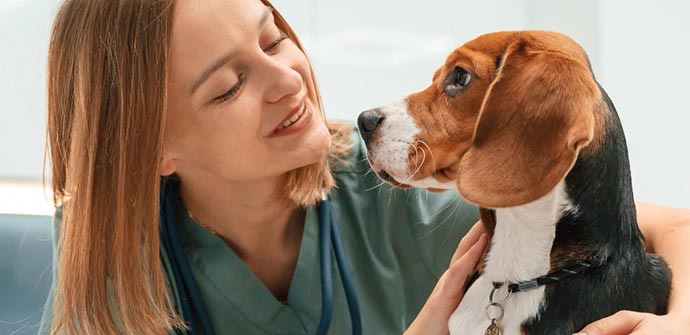Hôpital vétérinaire de Montréal - Humain et chien