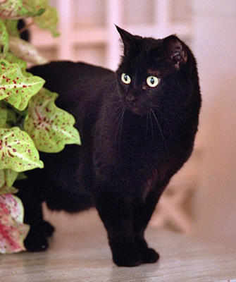 Bush family cat India