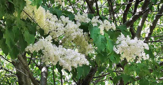 Japanese Lilac tree – Westmountmag.ca