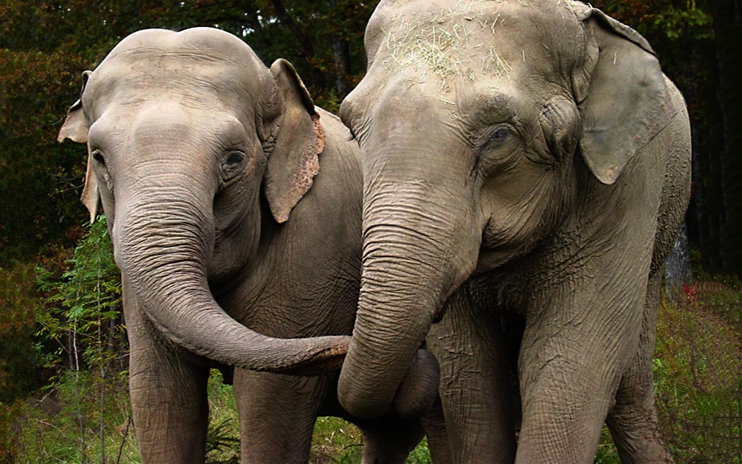 elephants Jennie and Shirley