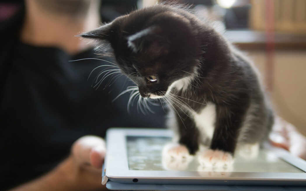 kitten on tablet