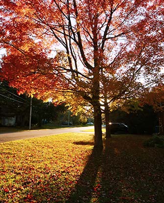 leaves on lawn 
