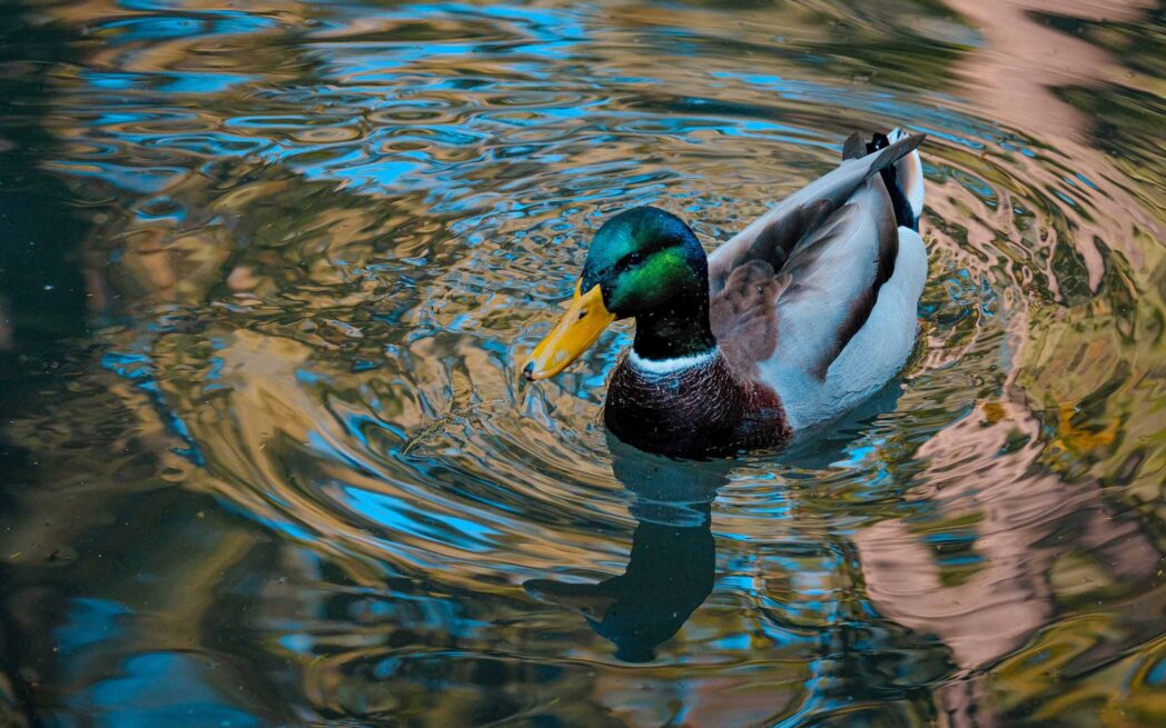 swimming mallard duck