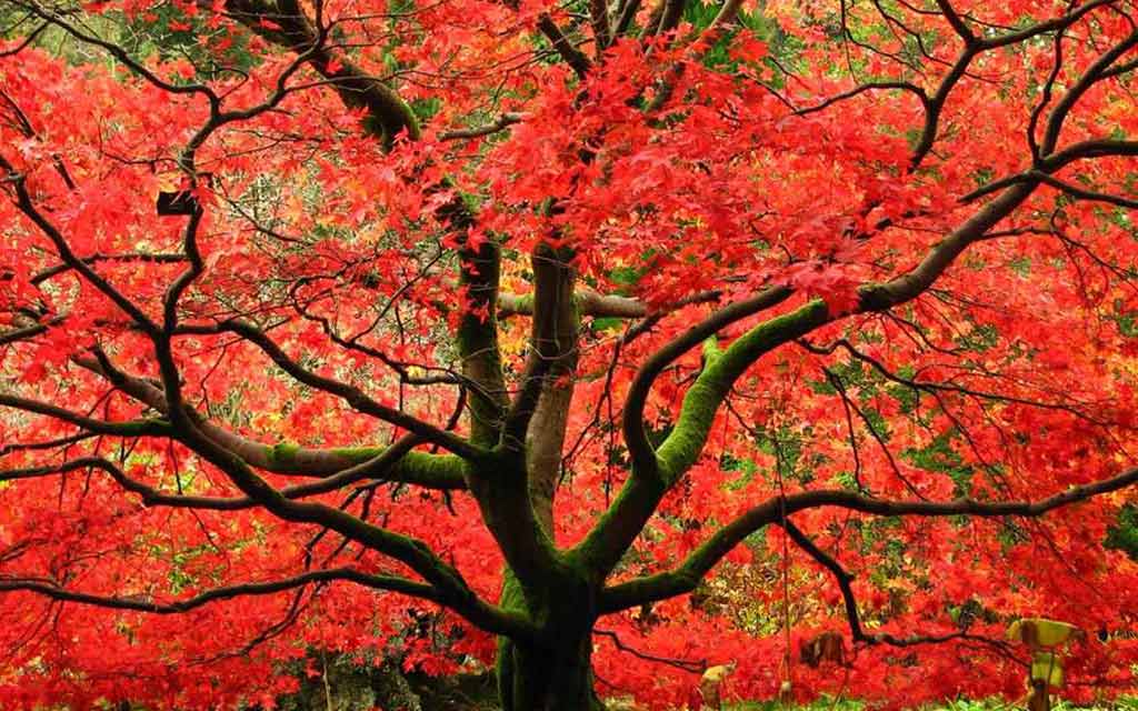Japanese maple