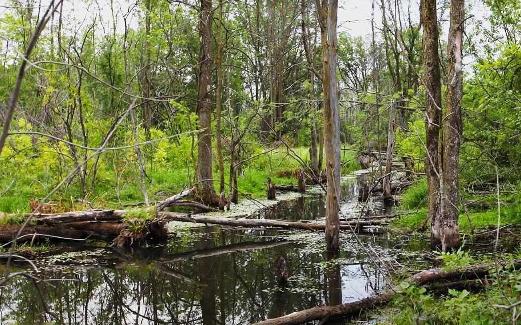 Marais du Technoparc Wetlands