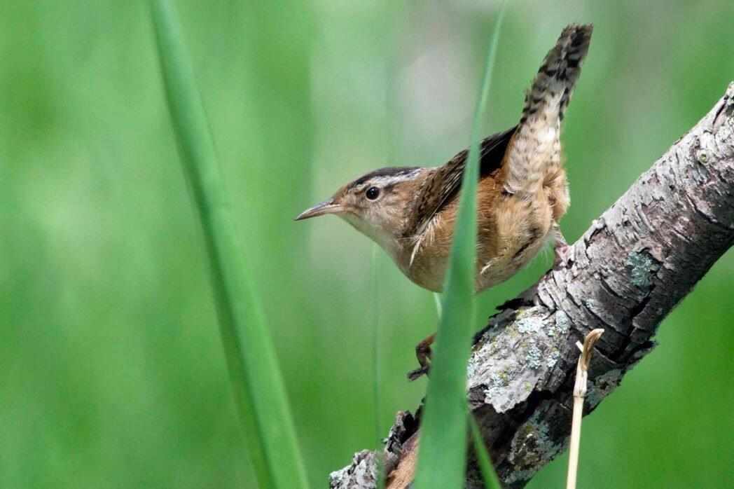 Marsh wren – Westmountmag.ca
