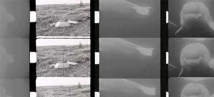 Phi – Speculating Futures – Maryse Goudreau: The Beluga Constellation – WestmountMag.ca