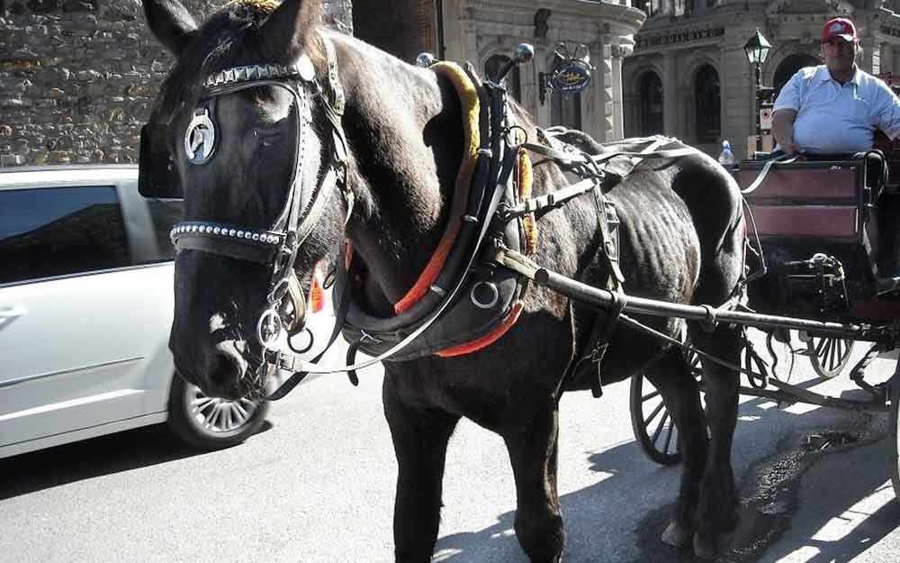 Montreal calèche horse - WestmountMag.ca