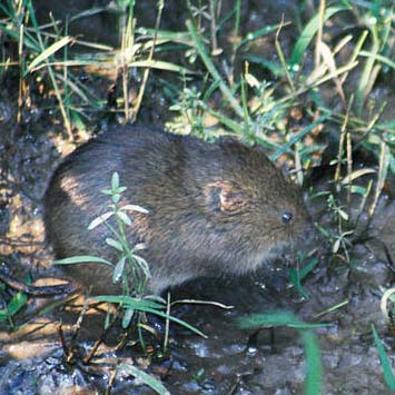 Meadow vole 
