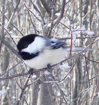 Mésange à tête noire