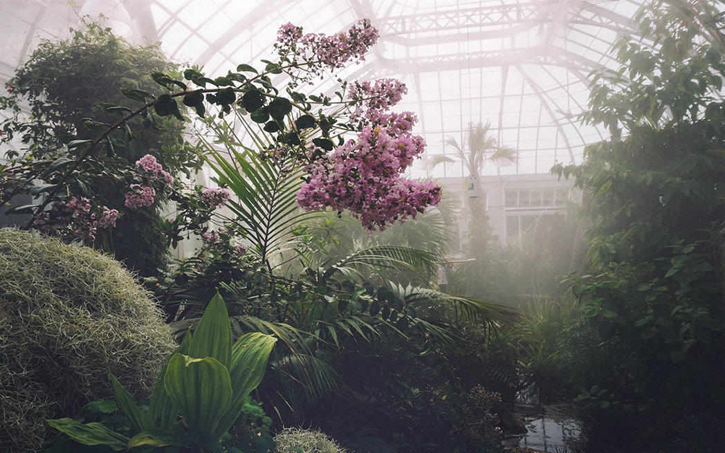 misty greenhouse
