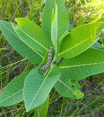 Monarch Butterfly caterpillar
