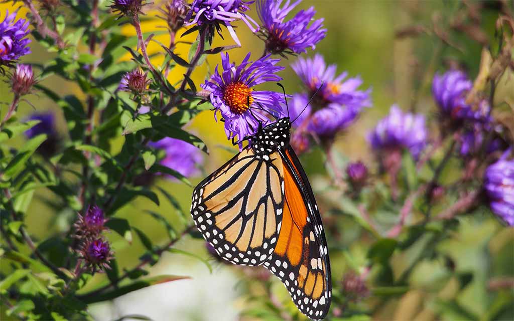 monarch butterfly