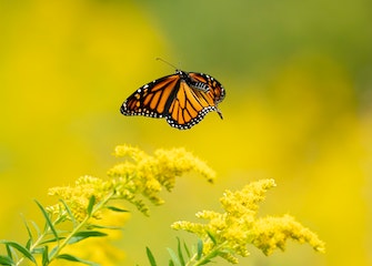 Monarch on goldenrod