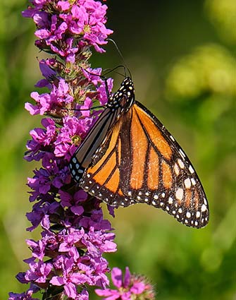 Monarch butterfly on Losestrife