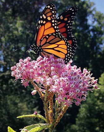 Monarch butterfly on milkweed