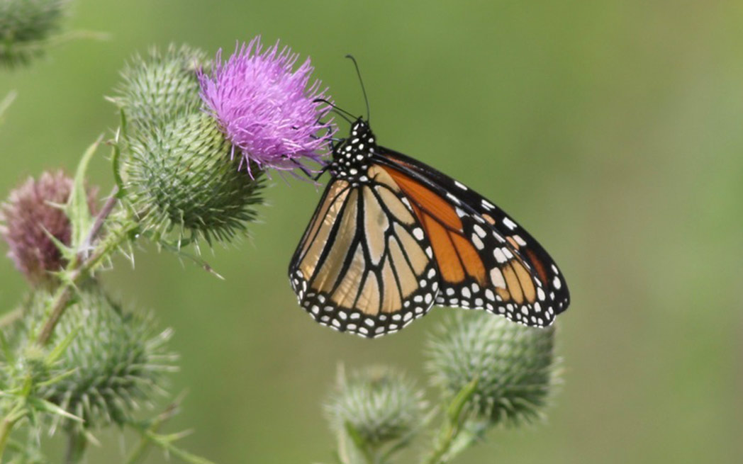 Monarch butterfly on Thistle
