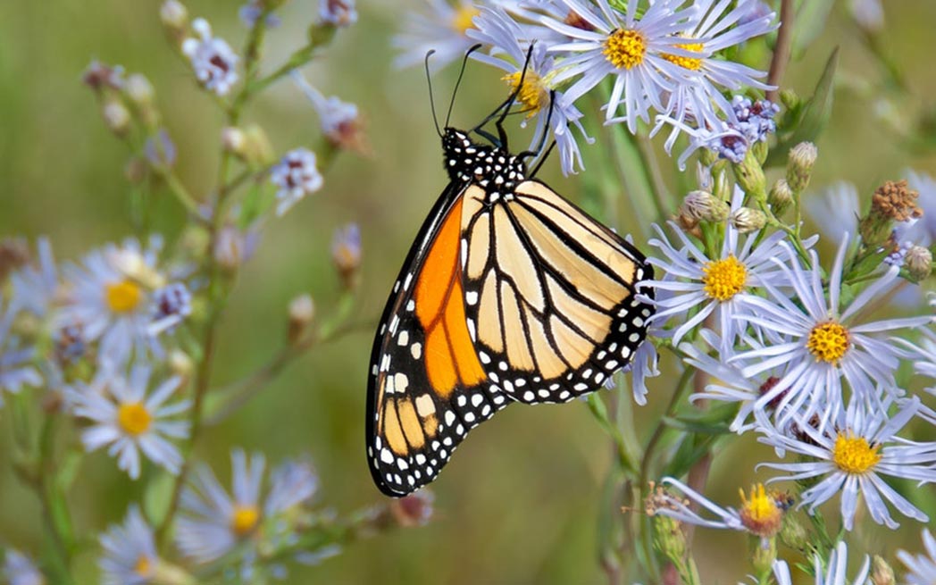 Monarch butterfly on cornflower
