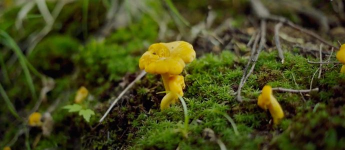 Conservation de la nature canada