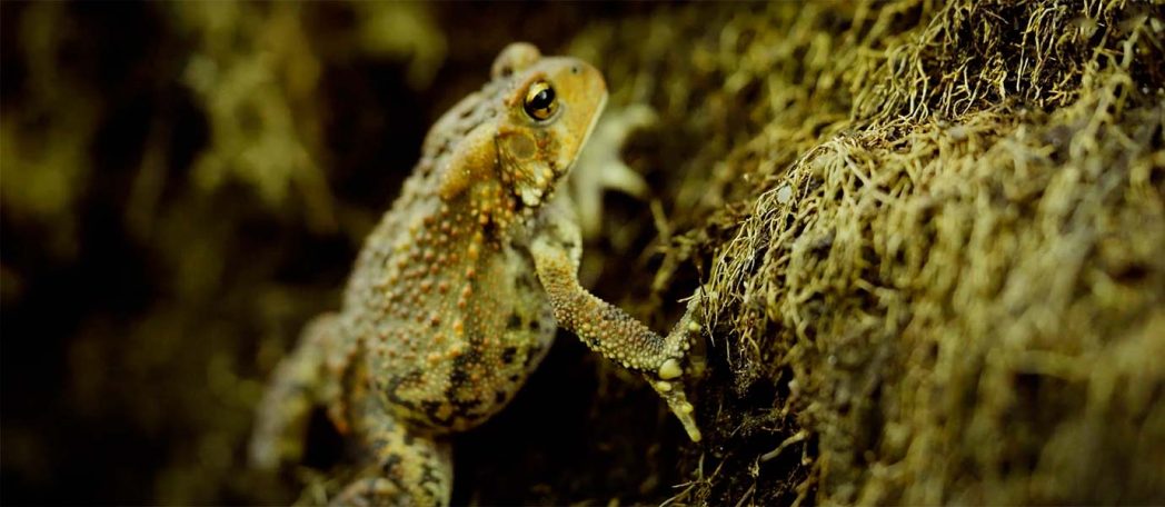 Conservation de la nature canada