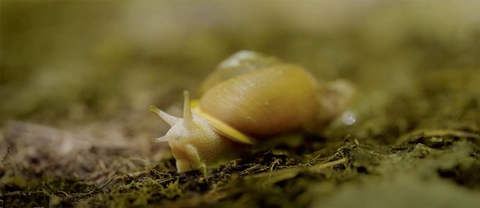 Conservation de la nature canada - Rivière Missisquoi et monts Sutton